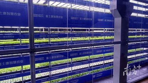 這屆年輕人，在種一種很新的“數字地”——走馬觀粵看新農人如何玩轉智慧農業